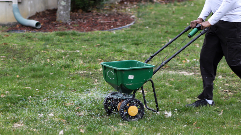 fertilizing lawn