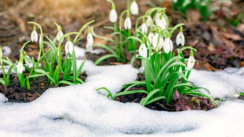 White flowers drooping in a garden with snow on the ground.