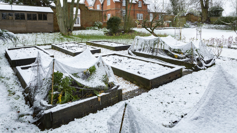 Plants covered in raised garden beds to protect from snow