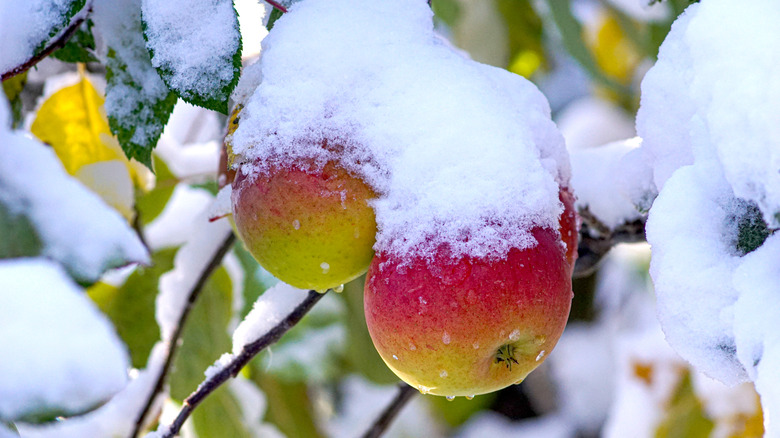 Apples covered in frost