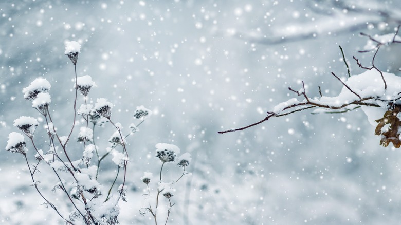 snow falling on branches and shrubs