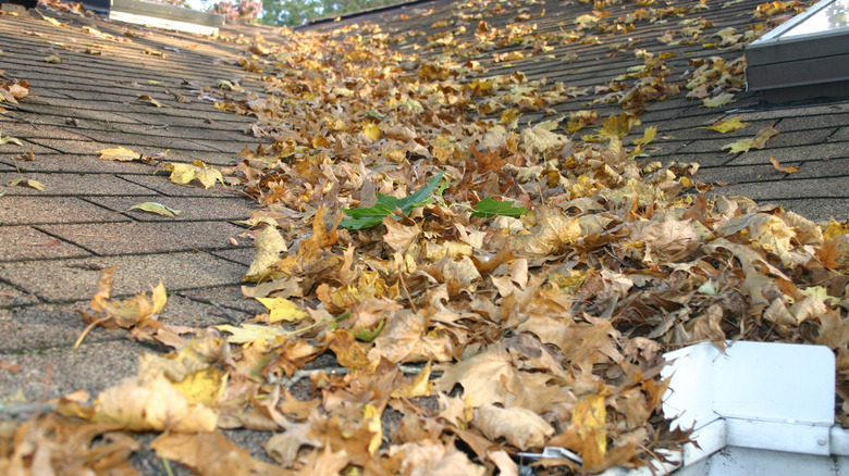 Leaves piled on roof of house
