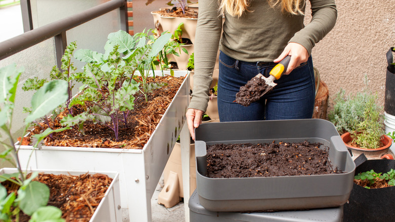 Woman adds worm castings from her vermicompost bin to her raised garden beds