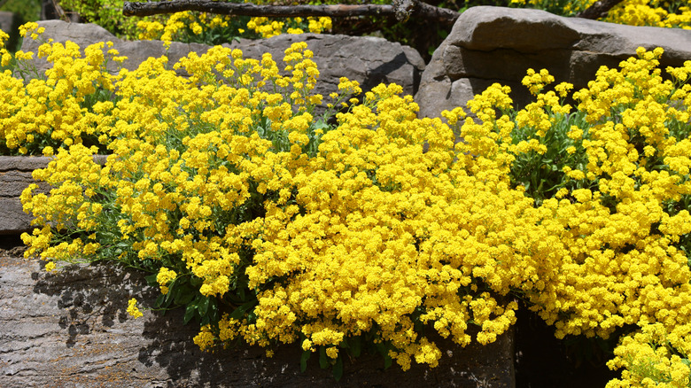 Bright yellow alyssum growing on rocks