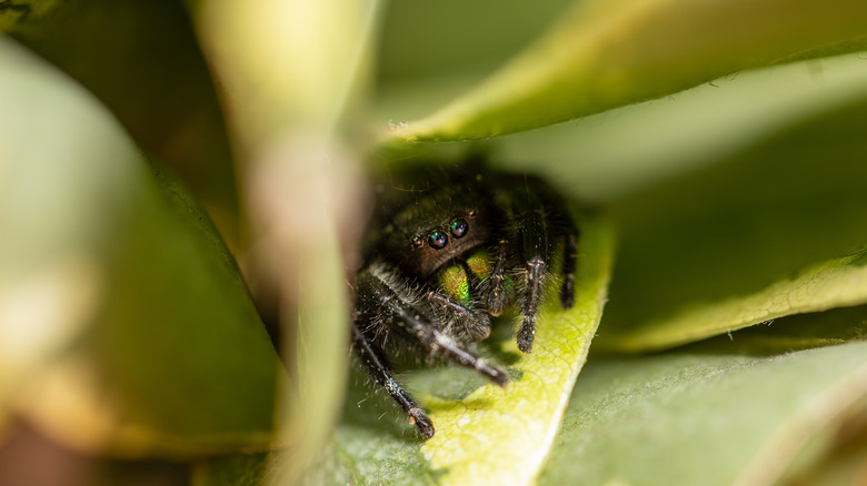 Bold jumping spider in plant