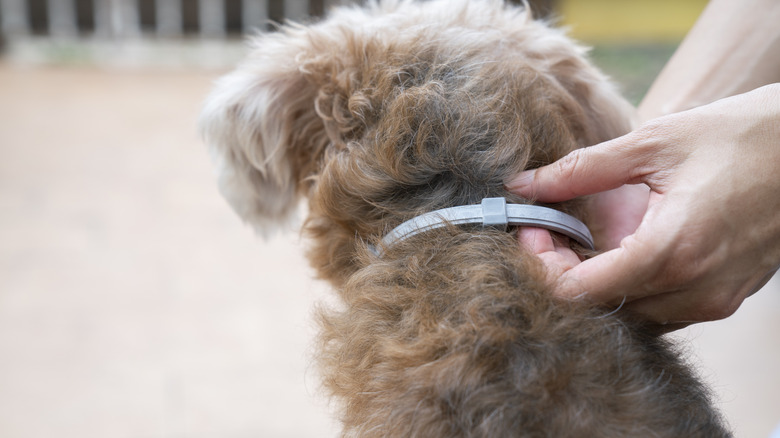 Rear view of hand holding flea collar on dog's neck