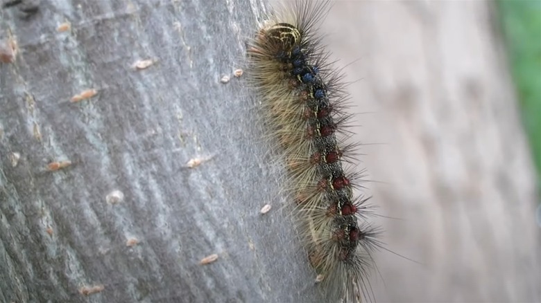 Spongy caterpillar on bark