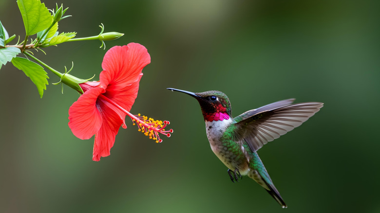 Ruby-throated hummingbird hovering near flower