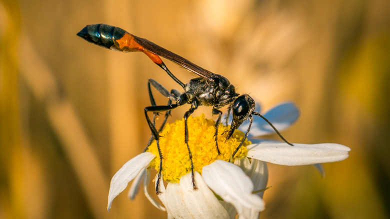 Closeup of a parasitoid wasp drinking nectar from a yellow and white flower.