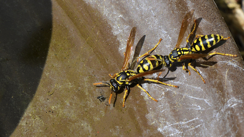 Close up of two yellowjackets drinking water on the edge of a bird bath.