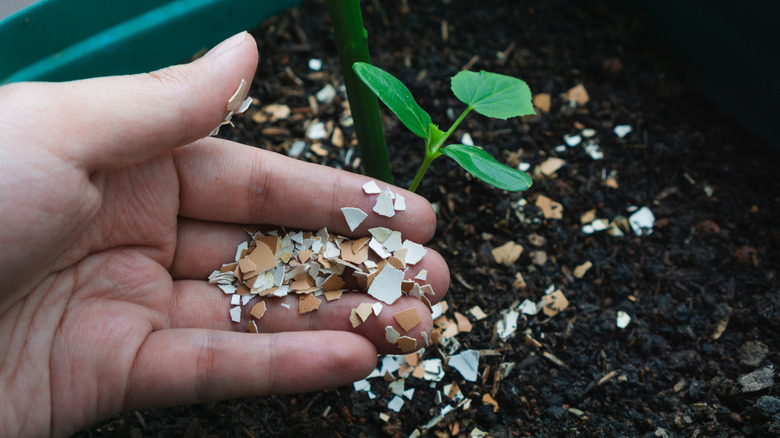 person holding crushed egg shells in their hand
