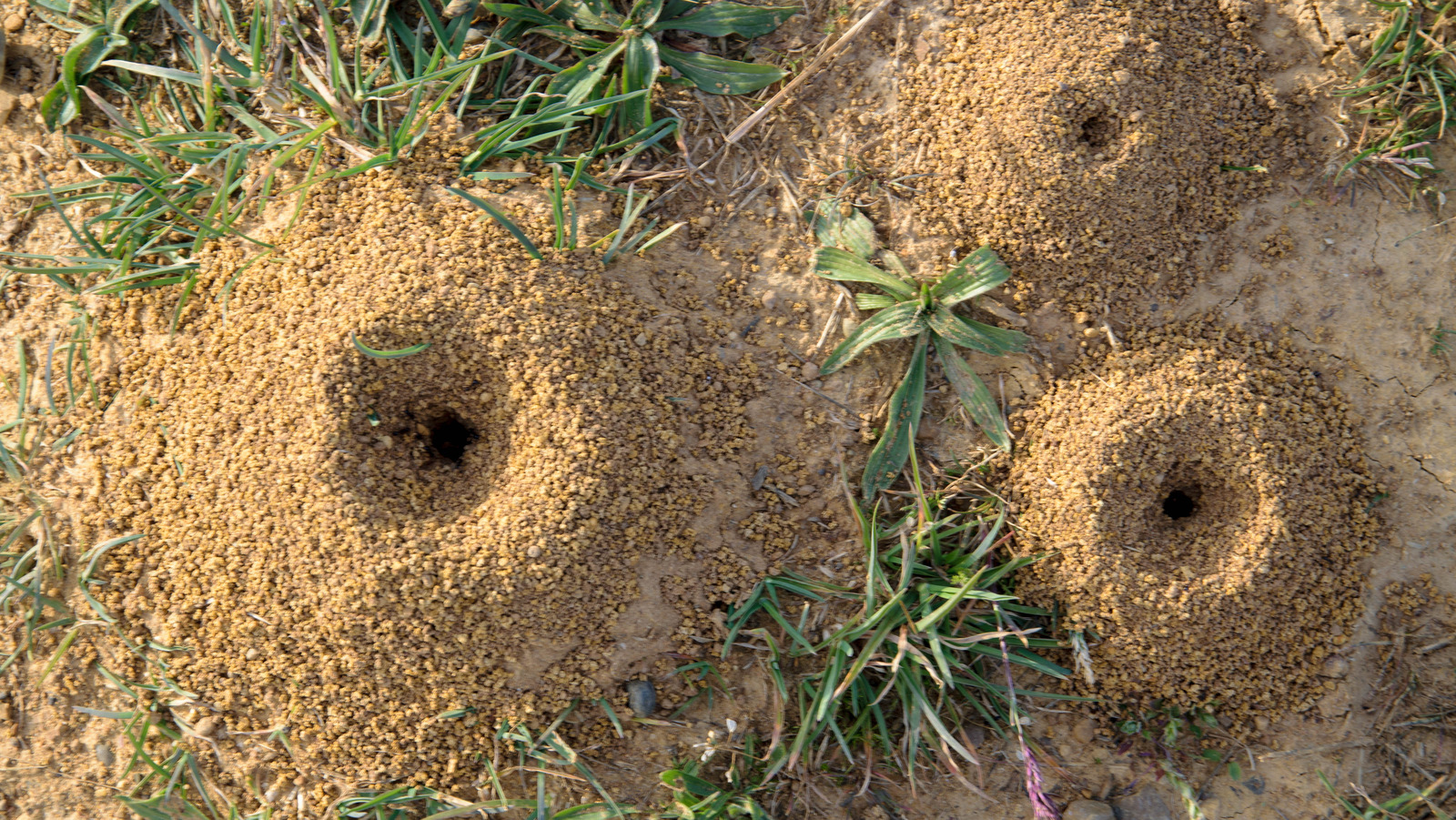 Your Kitchen Has Everything You Need To Get Rid Of Ant Hills In Your Yard