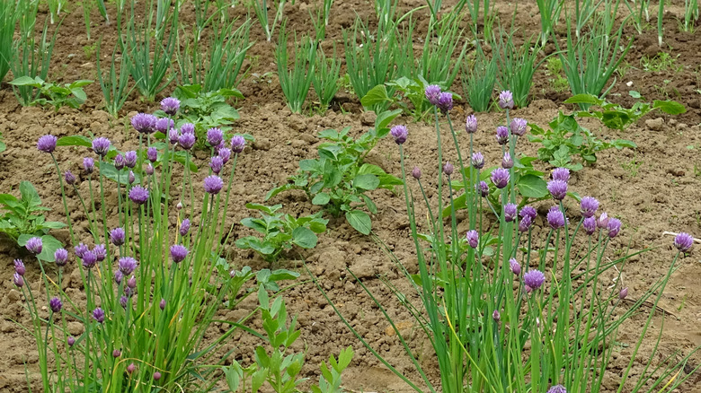 garden plots with potatoes and chives