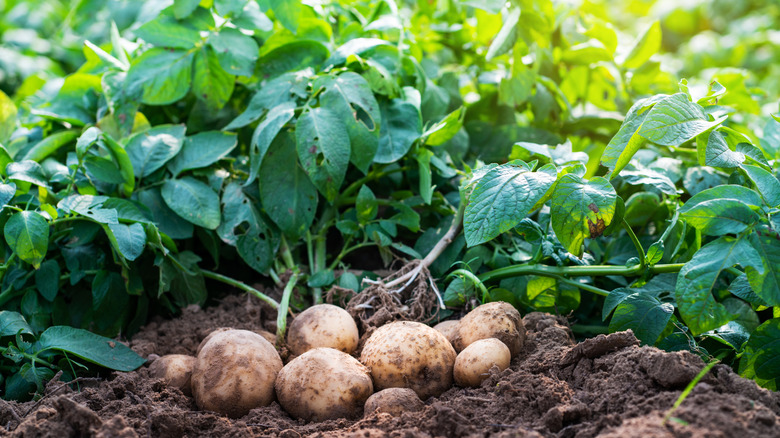Potatoes in the garden