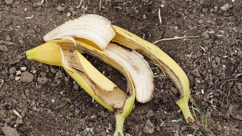 Banana peel lying in garden soil