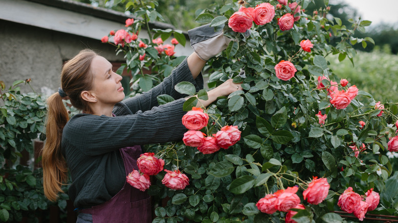Woman tending to pink roses in her yard