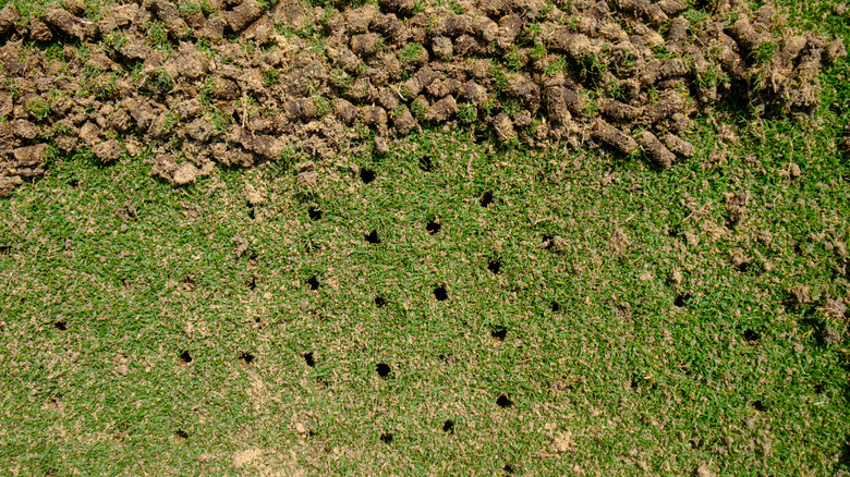A lawn after core aeration