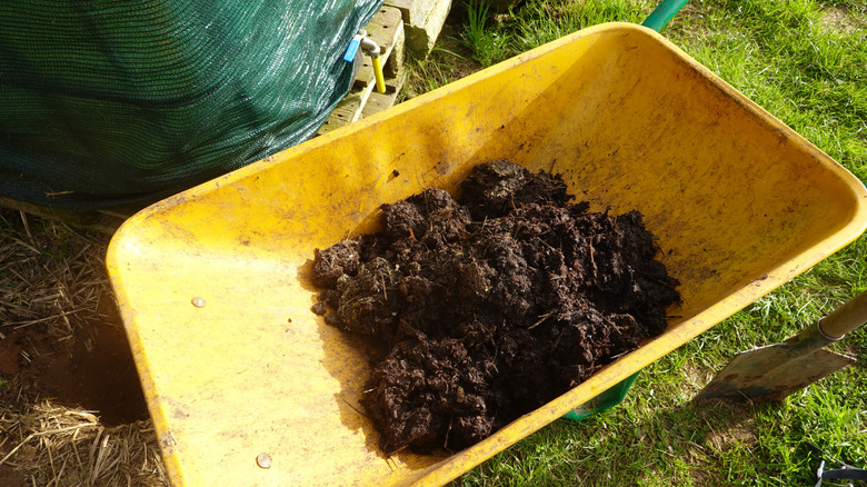 Wheelbarrow with compost in it