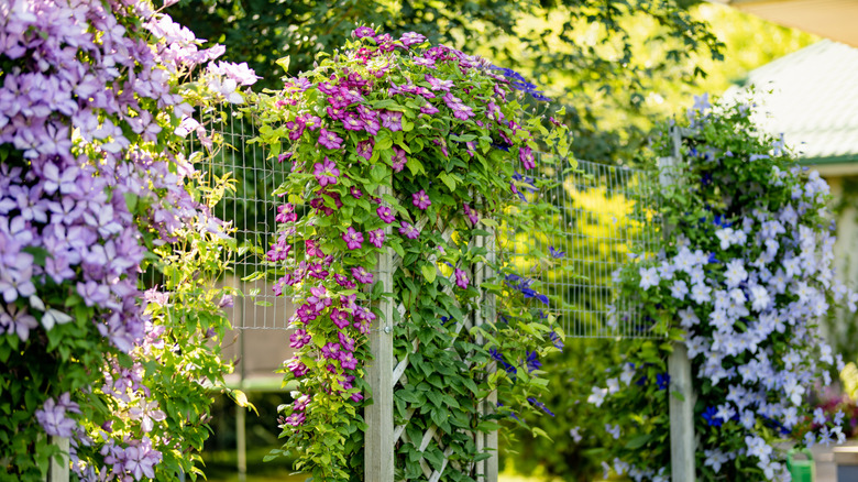 Vertical garden filled with climbing clematis vines